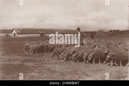 Vintage Schwarz-Weiß-Foto über einen ungarischen Hirten mit seiner Herde von Schafen im Sommer. Der Schäferhund reitet auf einem Esel. Zeitraum: 1910s. Quelle: Originalfoto. ADDITIONAL-RIGHTS-CLEARANCE-INFO-NOT-AVAILABLE Stockfoto