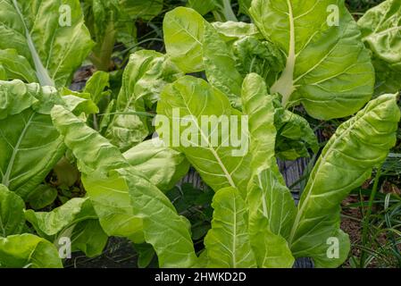 Mangold im Bio-Gemüsegarten gesät Stockfoto