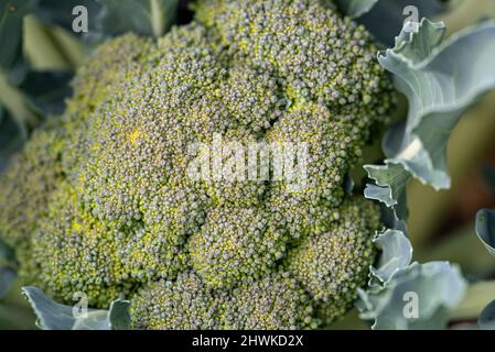 Brokkoli im Bio-Makrogemüsegarten gesät Stockfoto