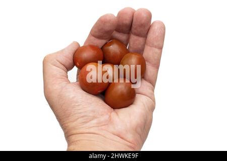 Eine offene Hand mit Kirschtomaten, die Mini-Kumato-Sorte. Isoliert auf weißem Hintergrund. Stockfoto