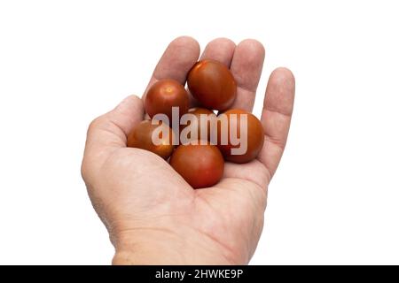 Eine offene Hand mit Kirschtomaten, die Mini-Kumato-Sorte. Isoliert auf weißem Hintergrund. Stockfoto