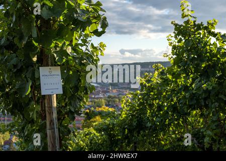 Blick von der Burg Steinburg mit Weinberg im Vordergrund auf den Main und die Straßen von Würzburg mit der Festung Marienberg im Bac Stockfoto