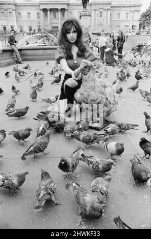 Die Schauspielerin und ehemalige Model Madeline Smith wurde vom Gesetz in Gesellschaft mit einem Dodo in einem Kinderwagen auf dem Trafalgar Square zwangsweise weiterbewegt. Sie wirbt für einen Verkauf seltener, gefüllter Naturkundemuster für einen Freund, der die British Natural History Company leitet. Hier ist sie mit Digby, dem Dodo auf dem Trafalgar Square, abgebildet, der die Tauben füttert. 24.. September 1972. *** Ortsüberschrift *** Maddy Smith Stockfoto