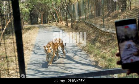 Sichtung von Hirschen während des Transporters während einer Safari-Reise im Bannerghatta Biological Park, Bangalore, Karnataka, Indien Stockfoto