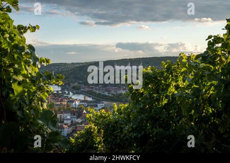 Blick vom Hügel bei Schloss Steinburg mit Weinberg im Vordergrund auf die Straßen von Würzburg mit der Festung Marienberg im Hintergrund Stockfoto