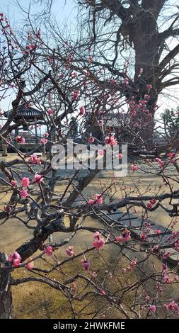 JAPAN.Pilgerfahrt auf dem Weg zu den 88 Tempeln in Shikoku Stockfoto