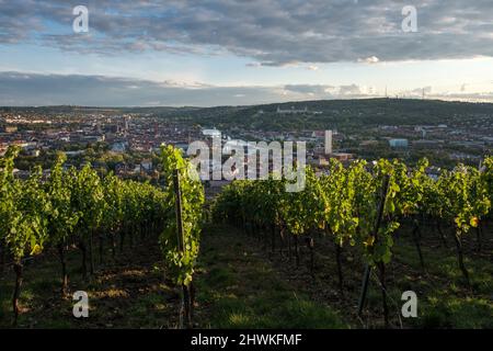 Blick vom Hügel bei Schloss Steinburg mit Weinberg im Vordergrund auf die Straßen von Würzburg mit der Festung Marienberg im Hintergrund Stockfoto