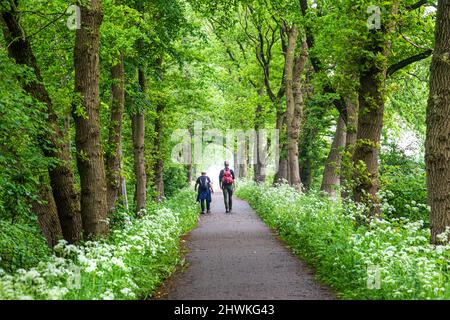 Ältere Paare mit Rucksäcken wandern entlang der Straße zwischen Bäumen und blühender KuhPetersilie in den Niederlanden Stockfoto