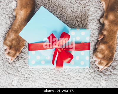 Liebenswerte, hübsche braune Farbe und Geschenkbox Stockfoto