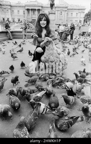 Die Schauspielerin und ehemalige Model Madeline Smith wurde vom Gesetz in Gesellschaft mit einem Dodo in einem Kinderwagen auf dem Trafalgar Square zwangsweise weiterbewegt. Sie wirbt für einen Verkauf seltener, gefüllter Naturkundemuster für einen Freund, der die British Natural History Company leitet. Hier ist sie mit Digby, dem Dodo auf dem Trafalgar Square, abgebildet, der die Tauben füttert. 24.. September 1972. *** Ortsüberschrift *** Maddy Smith Stockfoto