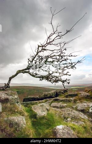 Großbritannien, England, Devonshire, Dartmoor. Ein alter Hawthorne-Baum, der von den starken Winden am Sharp Tor gebeugt wurde. Stockfoto