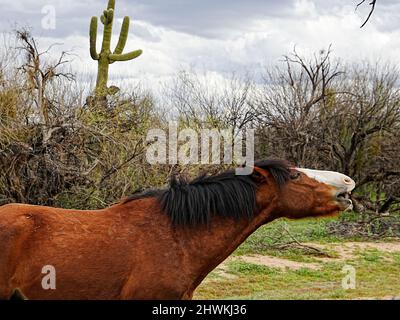 Wilde Pferde durchstreifen das Salt River Basin in der Nähe von Phoenix Arizona im Tonto National Wildnisgebiet Stockfoto