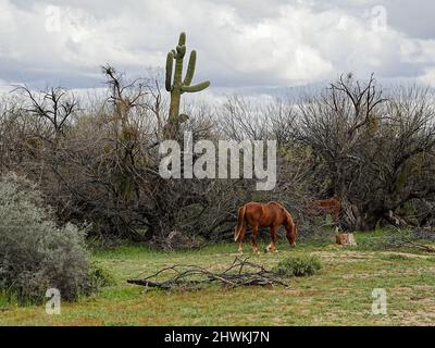 Wilde Pferde durchstreifen das Salt River Basin in der Nähe von Phoenix Arizona im Tonto National Wildnisgebiet Stockfoto