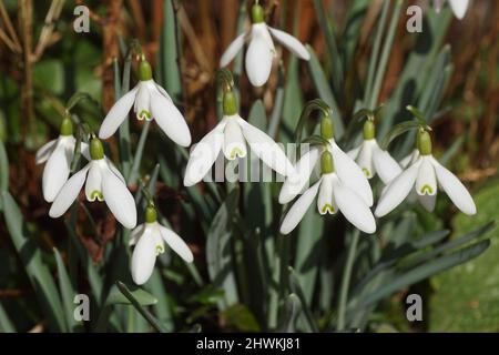 Nahaufblüten von Schneeglöckchen oder Schneeglöckchen (Galanthus nivalis). Bauchige mehrjährige krautige Pflanzen, Familie Amaryllidaceae. Winter, Niederlande Stockfoto
