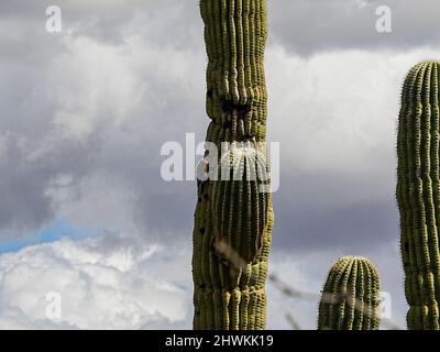 In der rauen Umgebung der Wüste von Arizona wachsen verschiedene Kakteen Stockfoto