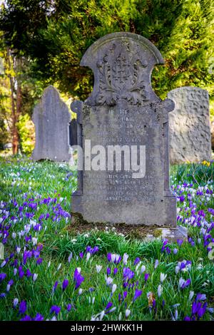 Frühlingsblumen im Sonnenschein auf dem Parkside Road Cemetery, Kendal, Cumbria Stockfoto