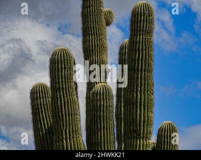 In der rauen Umgebung der Wüste von Arizona wachsen verschiedene Kakteen Stockfoto