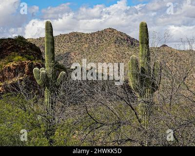 In der rauen Umgebung der Wüste von Arizona wachsen verschiedene Kakteen Stockfoto