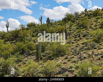 In der rauen Umgebung der Wüste von Arizona wachsen verschiedene Kakteen Stockfoto