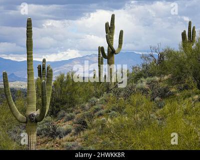 In der rauen Umgebung der Wüste von Arizona wachsen verschiedene Kakteen Stockfoto