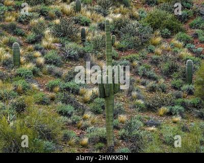 In der rauen Umgebung der Wüste von Arizona wachsen verschiedene Kakteen Stockfoto