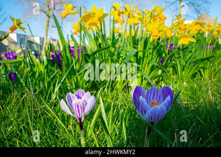 Frühlingsbild von violetten Krokus und gelben Narzissen in einem Park Stockfoto