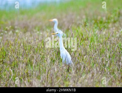 Cattle Egret (Bubulcus ibis) watet zwischen den Gräsern am frühen Morgen im National Wildlife Sanctuary in Crooked Tree, Belize. Stockfoto