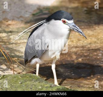 Ein Schwarzer gekrönter Nachtreiher im Birdland Park and Gardens in Bourton-on-the-Water, Gloucestershire, Großbritannien Stockfoto