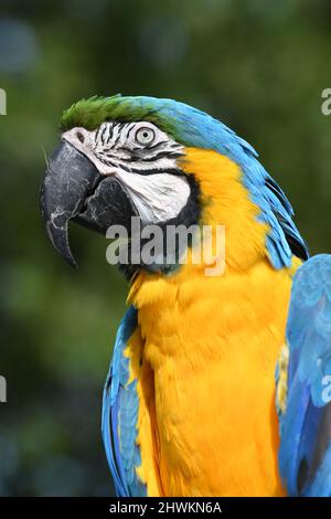 Eine blaue und gelbe Ara im Birdland Park und Gärten in Bourton-on-the-Water, Gloucestershire, VEREINIGTES KÖNIGREICH Stockfoto