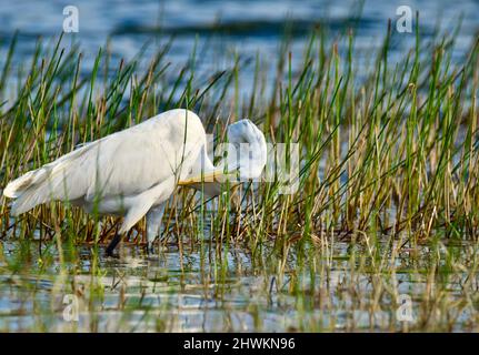 Ein Großreiher (Ardea alba), auch bekannt als Großreiher oder Großreiher, der sich am frühen Morgen in Crooked Tree, Belize, reinigt. Stockfoto