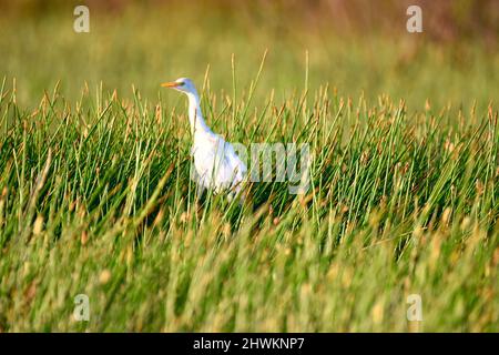 Cattle Egret (Bubulcus ibis) watet zwischen den Gräsern am frühen Morgen im National Wildlife Sanctuary in Crooked Tree, Belize. Stockfoto