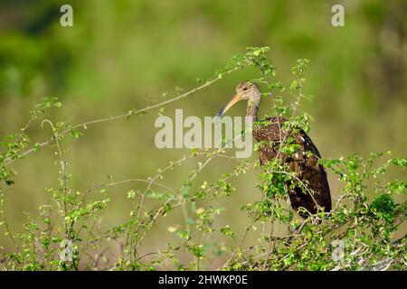 Ein einäugige Limpkin (Aramus guarauna) guckt durch Zweige im National Wildlife Sanctuary in Crooked Tree, Belize. Stockfoto