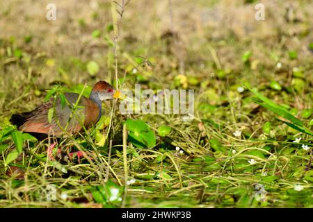 Eine grau-kuhige Holzschiene oder eine grau-halskrille Holzschiene (Aramides cajaneus) unter den Gräsern im National Wildlife Sanctuary in Crooked Tree, Belize. Stockfoto