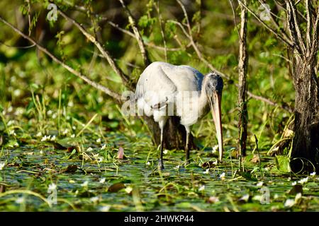 Ein einbunter Waldstorch (Mycteria americana) auf der Suche nach Nahrung im Wasser unter den Seerosen in Crooked Tree, Belize. Stockfoto