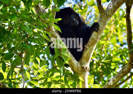 Schwarzer Howler-Affe (Alouatta pigra) in einem Baum im National Wildlife Sanctuary of Crooked Tree, Belize. Stockfoto