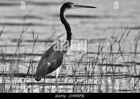 Ein einfarbiger Dreireiher (Egretta tricolor), in schwarz-weiß und im Profil, im Feuchtgebiet von Crooked Tree, Belize. Stockfoto