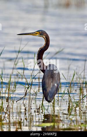 Ein einfarbiger Dreireiher (Egretta tricolor), im Profil zwischen Gräsern und Wasser, im Feuchtgebiet von Crooked Tree, Belize. Stockfoto