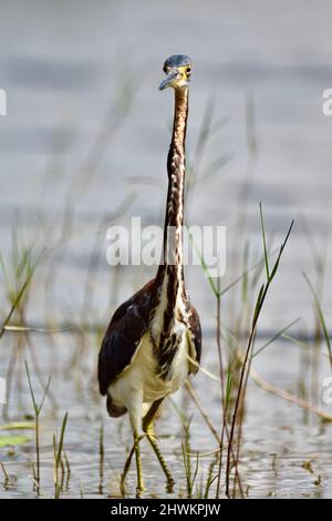 Ein einfarbiger, tricolorierter Reiher (Egretta tricolor), der die Kamera im Feuchtgebiet von Crooked Tree, Belize, anschaut. Stockfoto