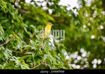 Ein einsam weiblicher Obstgarten Oriole (Icterus spurius), der in einem Baum im National Wildlife Sanctuary in Crooked Tree, Belize, thront. Stockfoto