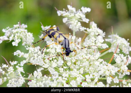 Rutpela maculata - der gefleckte Langhornkäfer, der auf einer Apiaceae-Familienblume sitzt. Stockfoto