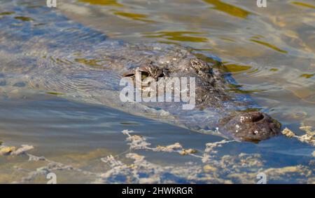 Morelets Krokodil (Crocodylus moreletii), auch bekannt als das mexikanische Krokodil, tauchte in den Lagunen von San Pedro, Belize, unter. Stockfoto