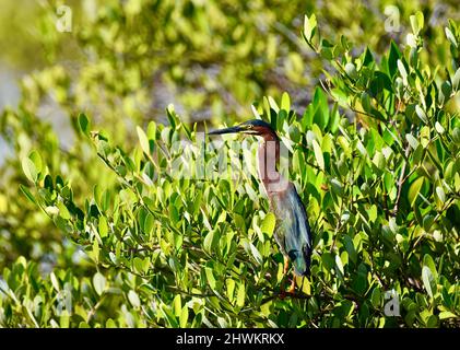 Lone Green Reiher (Butorides virescens) in der Lagune von San Pedro, Belize vor grünem Hintergrund und in einem Busch gelegen. Stockfoto