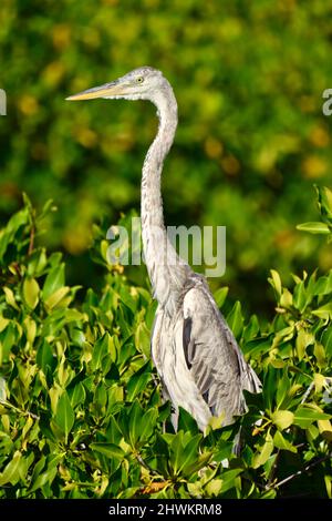 Ein jugendlicher Blaureiher (Ardea herodias) in der Lagune von San Pedro, Ambergris Caye, Belize. Der Vogel ist im Profil und sitzt in einem Busch. Stockfoto