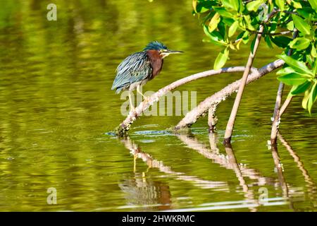 Lone Green Reiher (Butorides virescens) in der Lagune von San Pedro, Belize vor einem grünen Hintergrund mit gekräuselten Federn und im Wasser reflektiert. Stockfoto