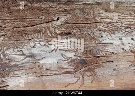 Der Abdruck des Rindenkäfers (Scolytus scolytus) unter der Rinde des Baumes. Stockfoto