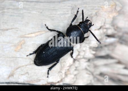Schwarzer Langhornkäfer - Spondylis buprestoides auf Holz. Stockfoto