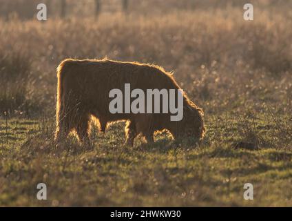 Ein junger Highland Bull Carring aus Erhaltung grasen in der Cambridgshire Fens . VEREINIGTES KÖNIGREICH Stockfoto