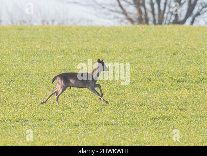 Ein eingefleischter junger Damhirsch, der durch ein Weizenfeld läuft. Suffolk, Großbritannien Stockfoto