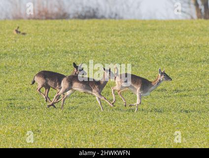 Drei Damhirschweibchen (Dama dama) in verschiedenen Farben, blass gefleckt bis dunkelbraun, die über ein Bauernfeld laufen. Suffolk, Großbritannien. Stockfoto