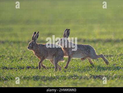 Eine weibliche braune Haie sieht erschrocken aus, als sie von einem amourösen Männchen über das Weizenfeld des Bauern verfolgt wird. Suffol, Großbritannien Stockfoto